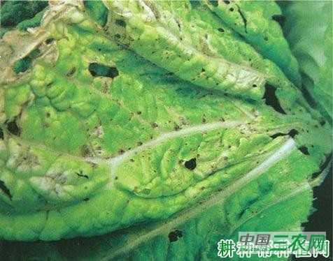 大白菜细菌性黑斑病如何防治？