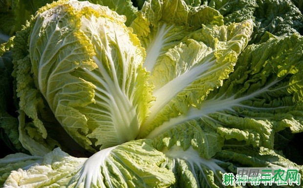 秋大白菜为什么要束叶？
