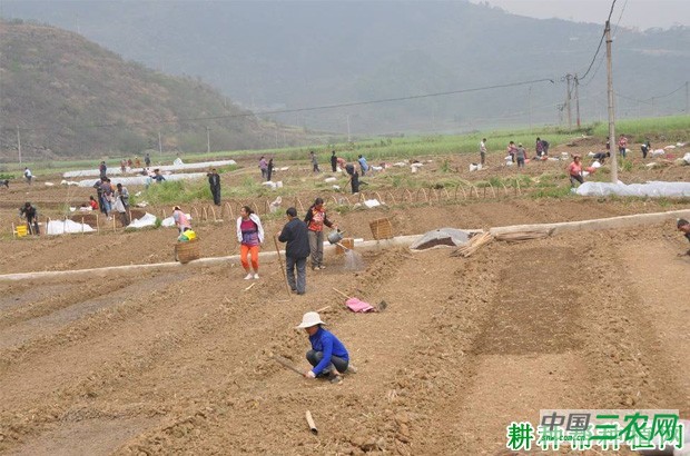 大白菜育苗床要做什么准备？