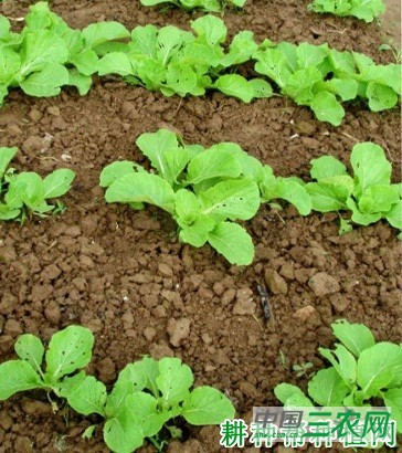 大白菜直播如何间苗定苗？