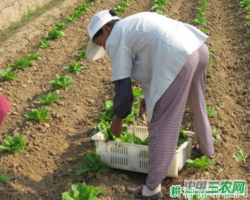 大白菜直播如何间苗定苗？