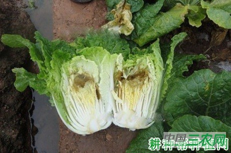大白菜干烧心病如何防治？