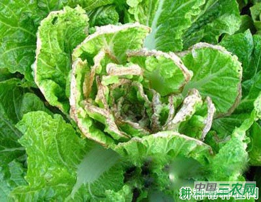 大白菜干烧心病如何防治？