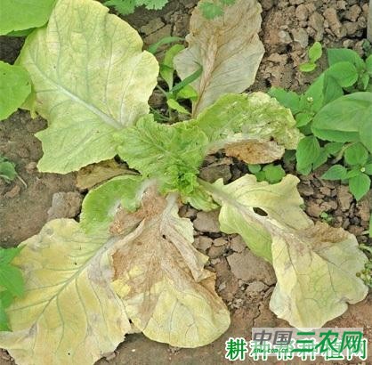 大白菜黄叶病如何防治？
