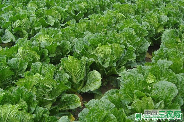 大白菜包心期浇水需要注意什么？