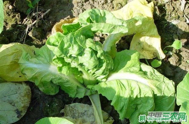 大白菜黄叶病如何防治？