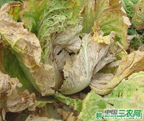 大白菜黄叶病如何防治？