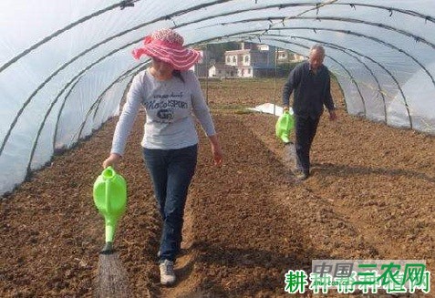 种植大白菜怎样浇水？