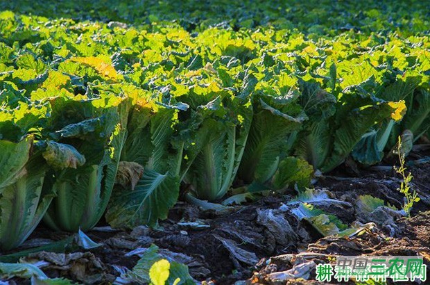 什么样的环境适合种植大白菜？