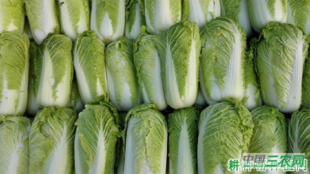 夏秋大白菜如何种植？