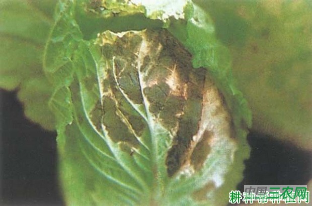 夏秋大白菜如何种植？