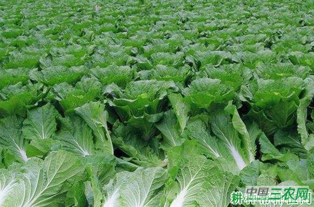 夏秋大白菜如何种植？