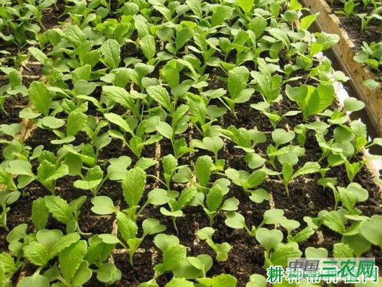 春大白菜如何种植？