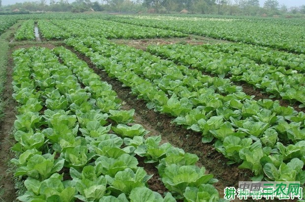 春大白菜如何种植？