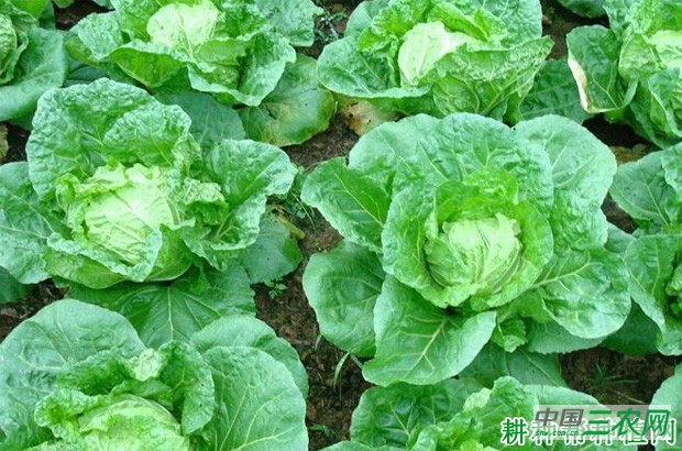 春大白菜如何种植？