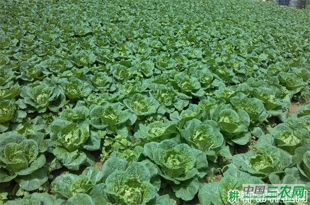 大白菜每亩栽多少棵？