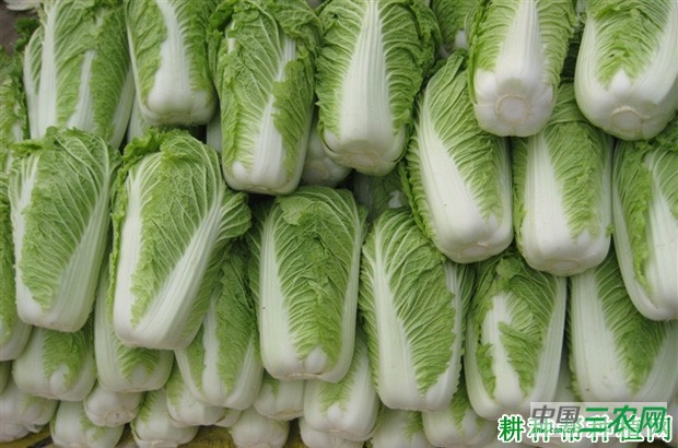 大白菜的储存方法有几种？