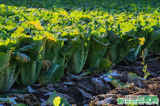 大白菜什么时候收获？