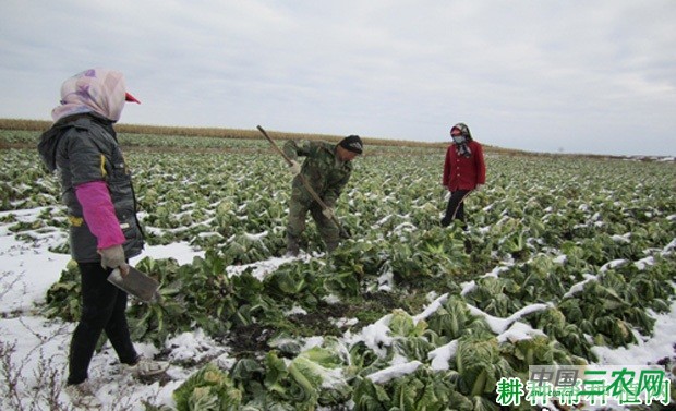 大白菜什么时候收获？