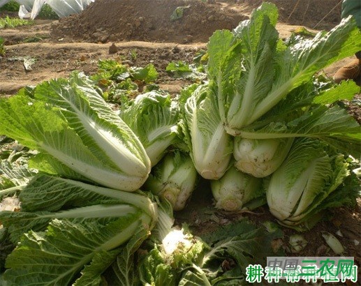 大白菜什么时候收获？