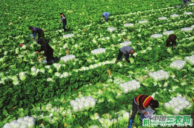 大白菜什么时候收获？