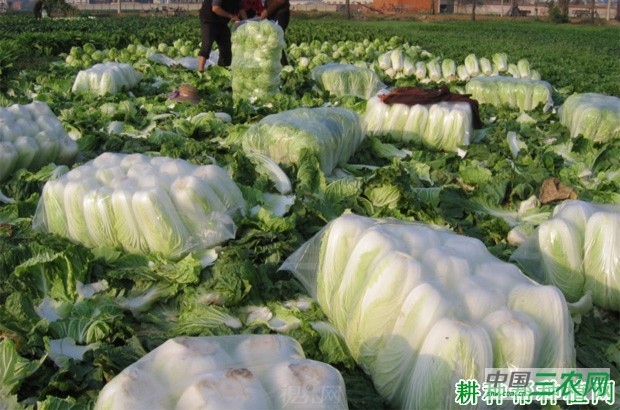 大白菜什么时候收获？