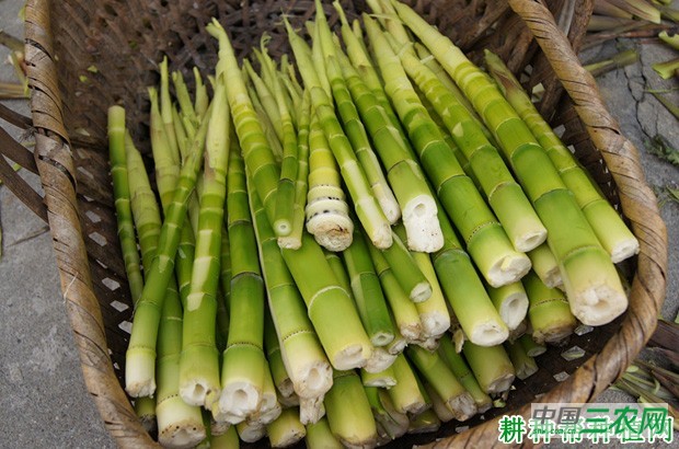 吃竹笋有什么好处？