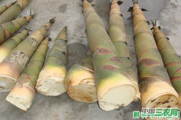 竹笋含有哪些营养成分？