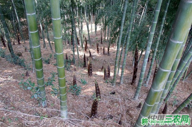 竹子生长在我国什么地方？