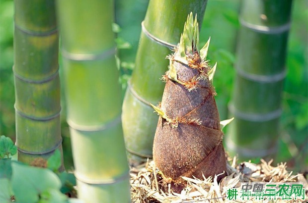 竹笋亩产多少公斤？