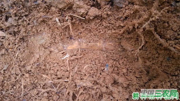 竹笋的生长过程是怎么样？