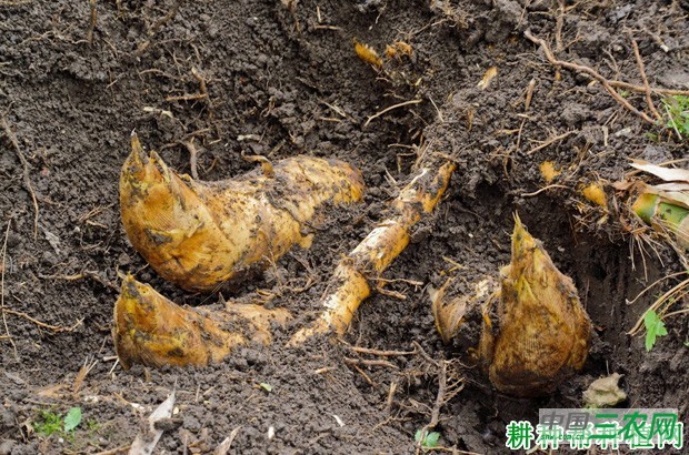 竹笋的生长过程是怎么样？