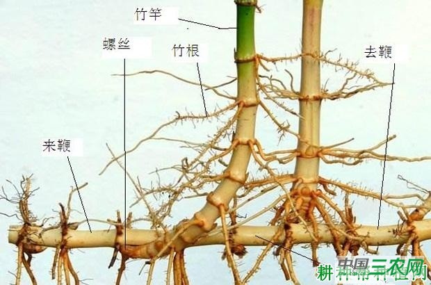 竹子如何埋鞭育苗？