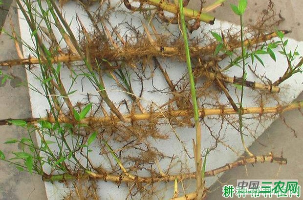 竹子如何埋鞭育苗？