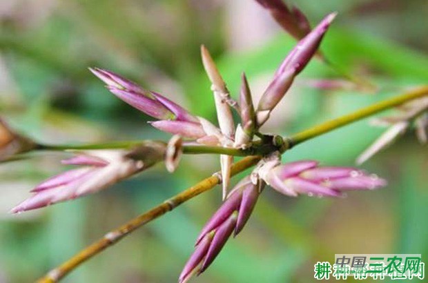 竹子长怎么样？