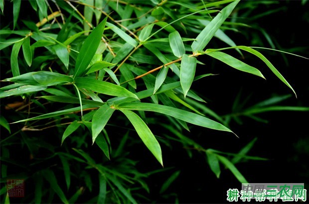 竹子长怎么样？