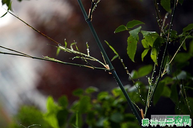 竹子长怎么样？