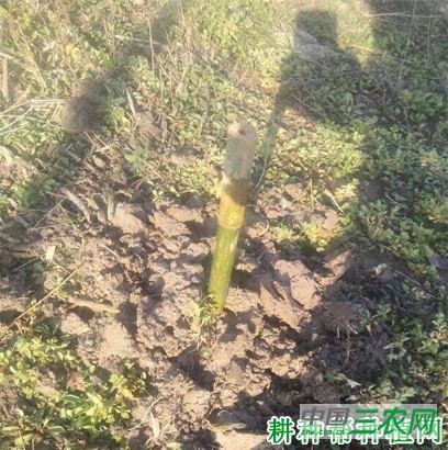 竹子如何扦插育苗？