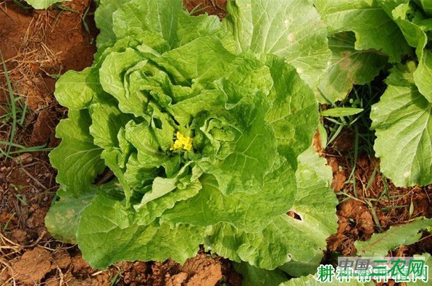 如何防止春大白菜抽薹开花？