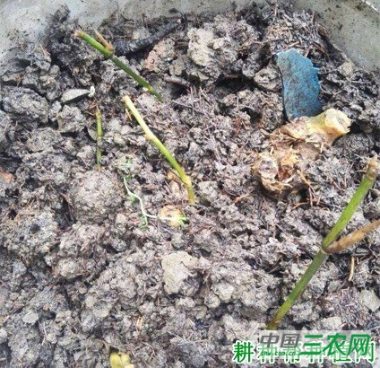 竹子如何扦插育苗？