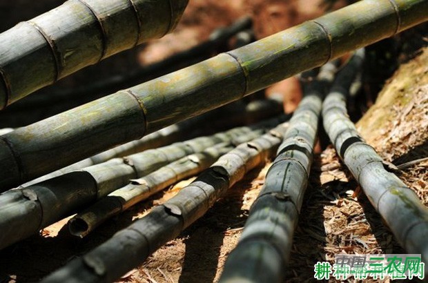 竹子如何扦插育苗？