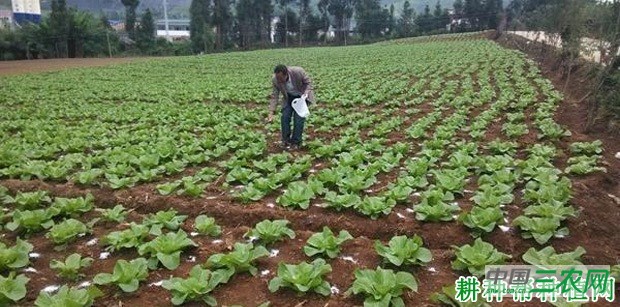 如何防止春大白菜抽薹开花？