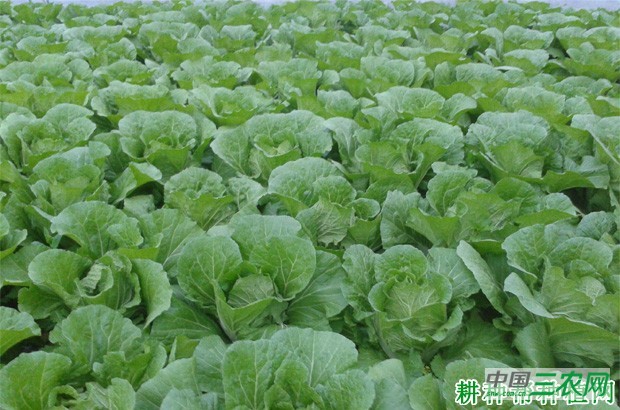 如何防止春大白菜抽薹开花？