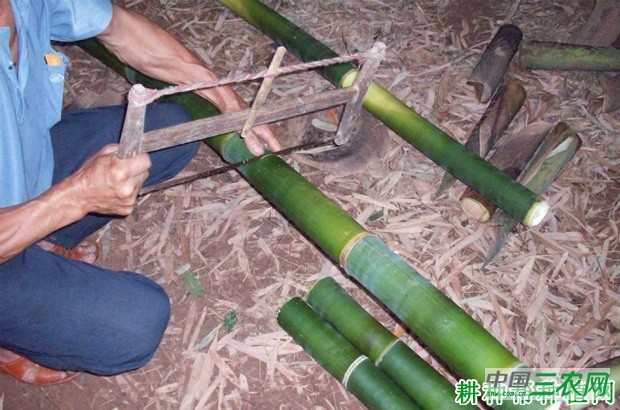 竹子如何埋节育苗？