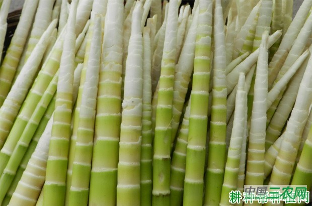 什么人不能吃竹笋？