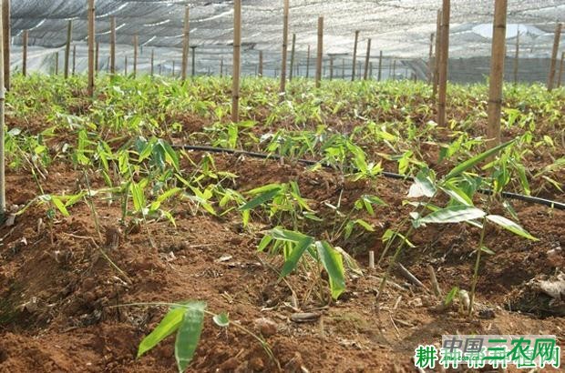 竹子如何埋节育苗？