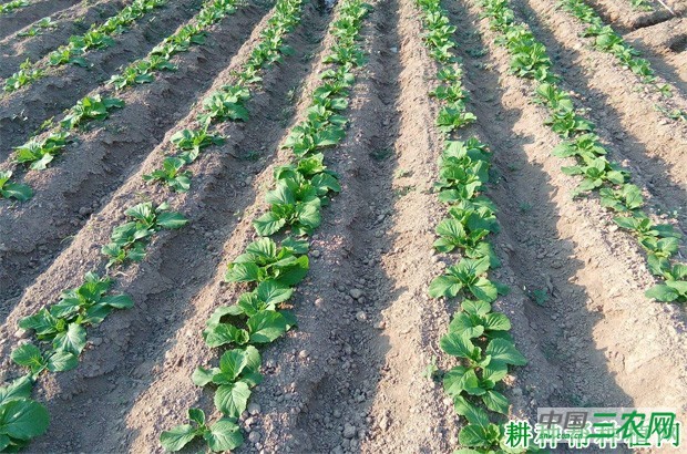 秋大白菜如何种植？