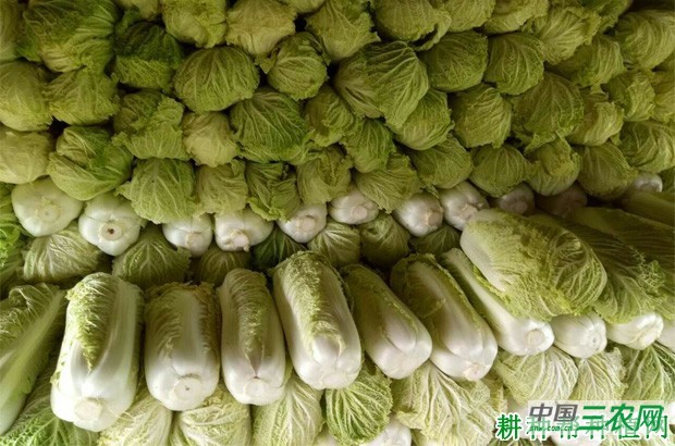 秋大白菜如何种植？