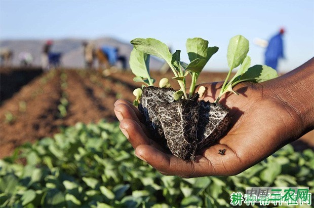 秋大白菜如何种植？