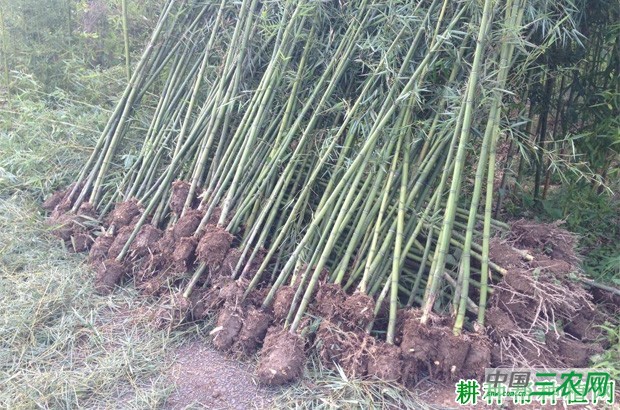 竹子如何分篼移栽？